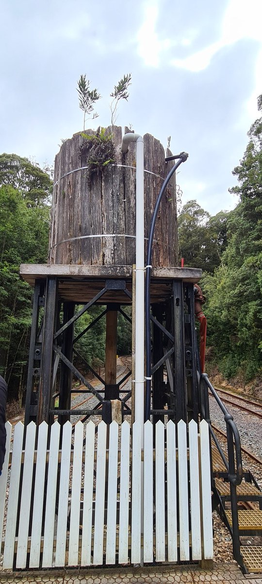 wombatbitme's tweet photo. Tassie day 2 is Strahan on the west coast. We did the half day west coast wilderness railway and then a rainforest walk close to our cabin in the afternoon. #Tasmania #Strahan #WestCoastWildernessRailway #waterfall #HuonPine #platypus https://t.co/mYF1TrYJ7Z