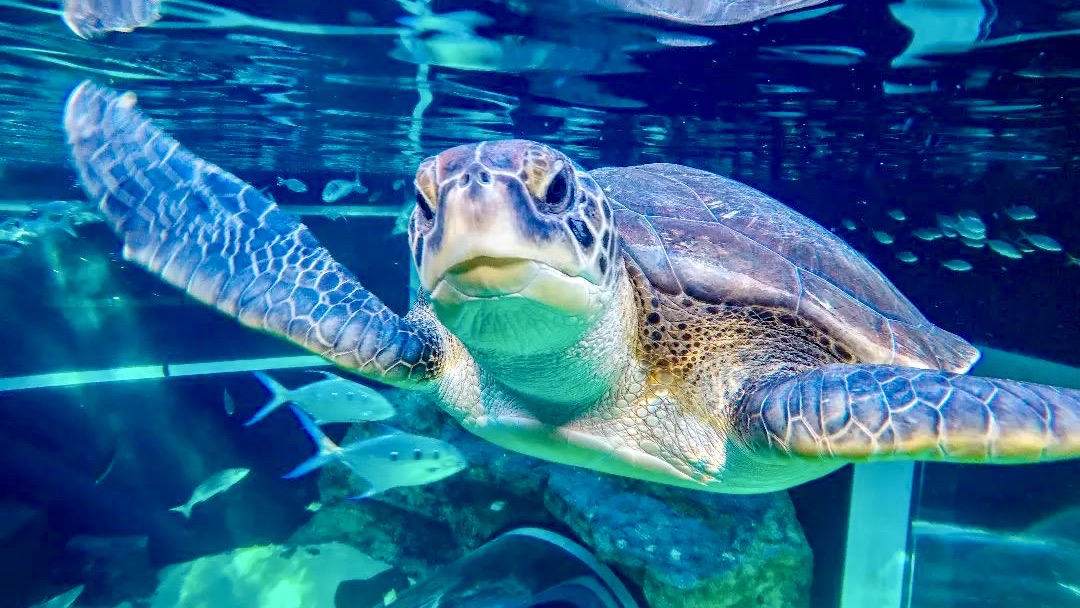 CapeTownEtc's tweet photo. After eight years of care, treatment, and enrichment activities, Bob the "unreleasable" turtle is ready to head on to his next adventure.
https://t.co/ih5fvloeMZ https://t.co/8V8I97t4GR