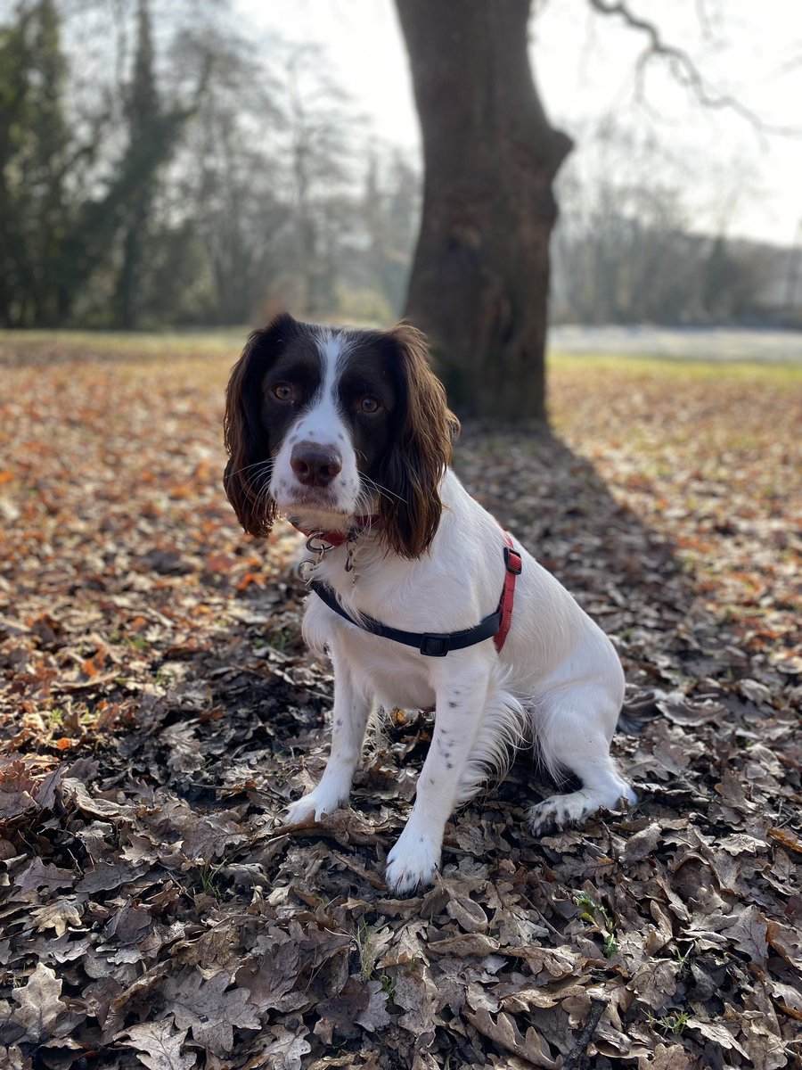 KidnerLisa's tweet image. Frosty walk with my boy! 🐶