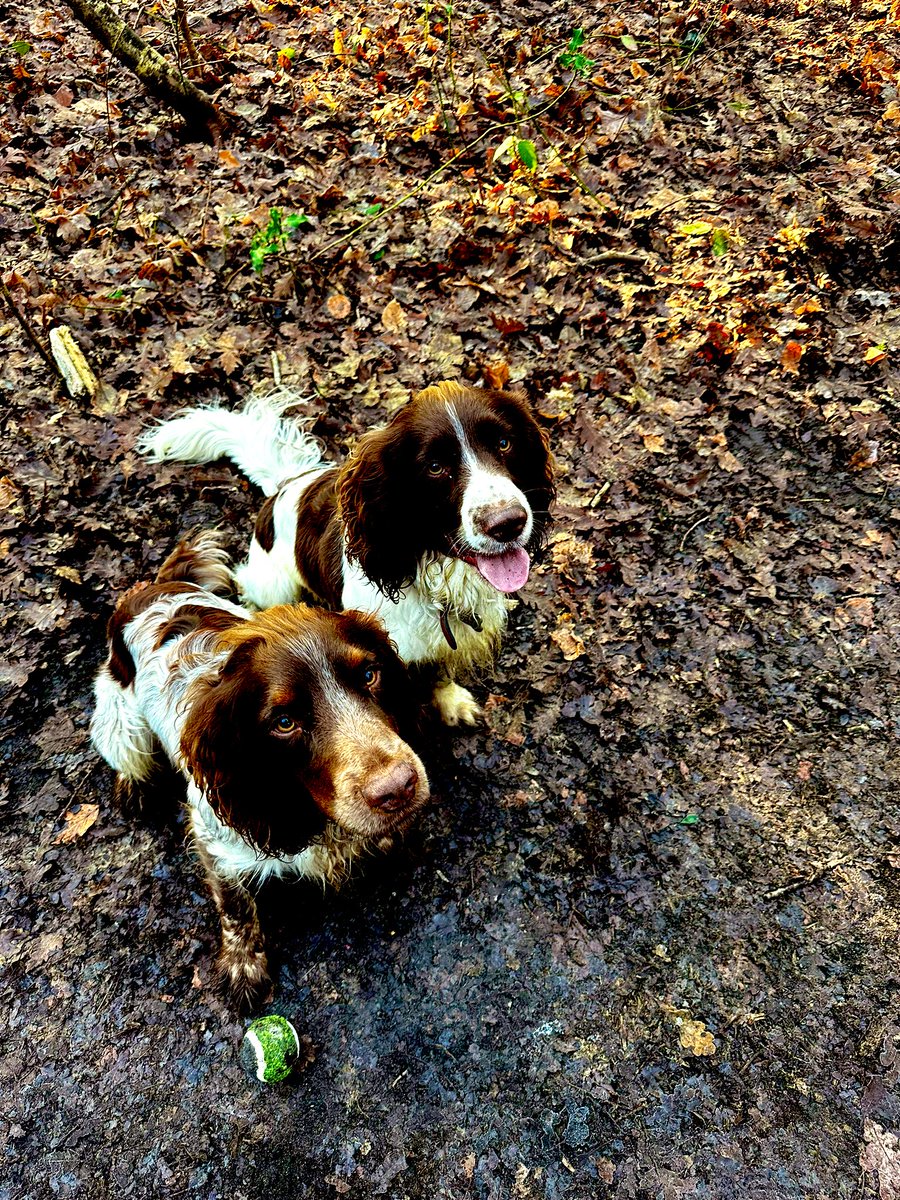 iain_w_anderson's tweet image. Loving a walk #joe #jarvis #joejarvis ❤️🐶