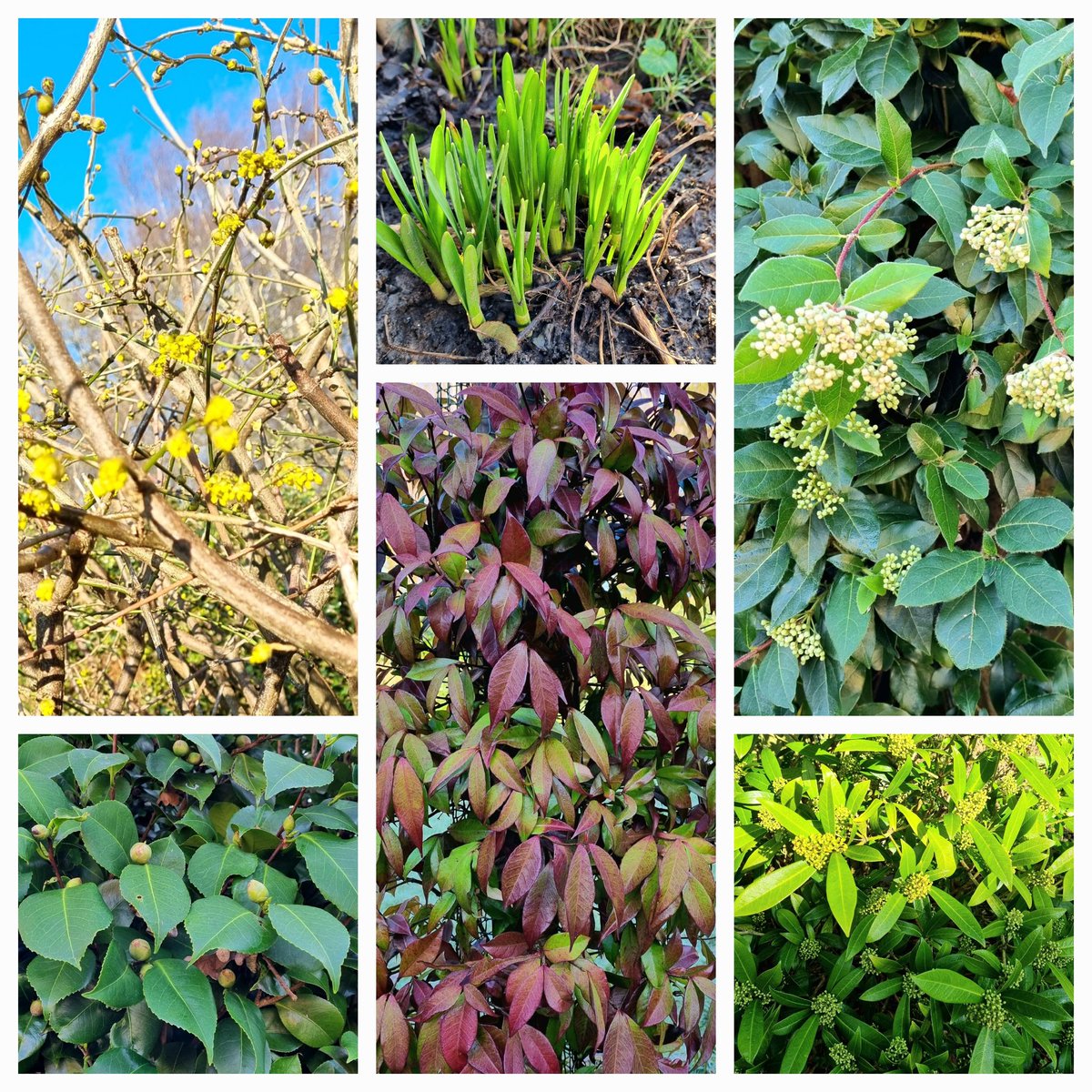 Although there is still some winter colour, the best thing about the January garden is the promise held in swelling buds and new shoots pushing through the earth.
Witch hazel
Daffodil
Viburnum Tinus
Skimmia
Jasmine 
Camelia 
#SixOnSaturday