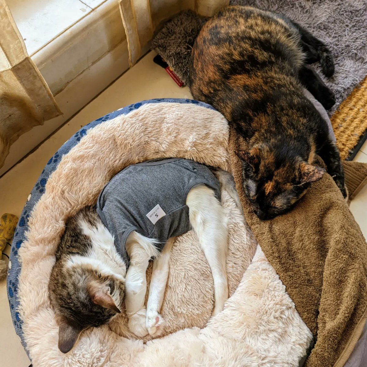 danwildcard's tweet photo. #Caturday Tale: Due to Leia's condition and weak immunity, her spaying had been delayed and had to be carefully planned. Luckily everything in the surgery went off well. However Leia's tiny body took the effects of anesthesia a little harder than expected. https://t.co/nYSqwHCyAU