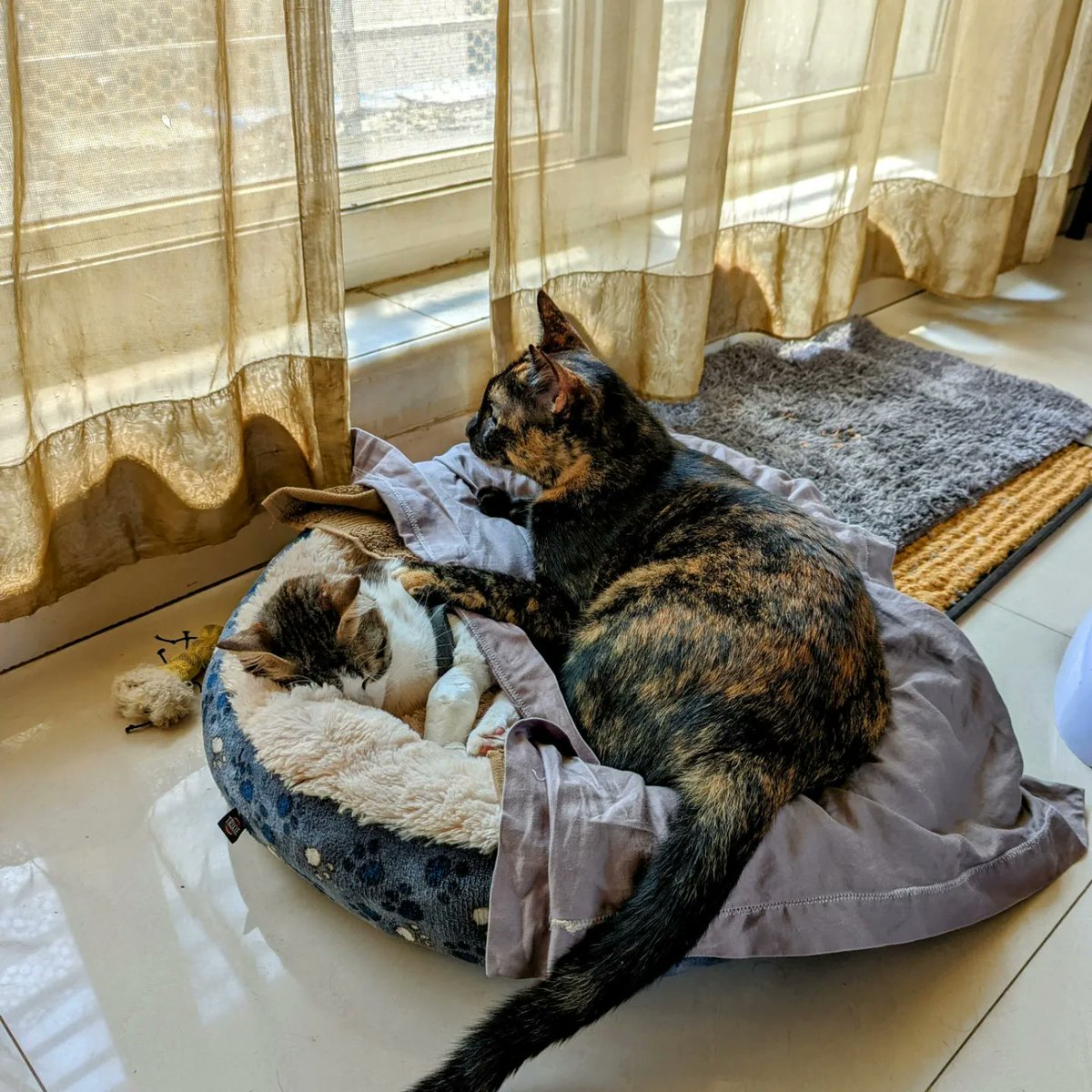 danwildcard's tweet photo. Despite Leia failing to recognise Tortilla under the influence of anesthesia, and even hissing and growling at her, the usually aloof Torti never left her side. Grooming her, providing her warmth and just being always around her until Leia  felt fine again. https://t.co/rJsKj5HPtA