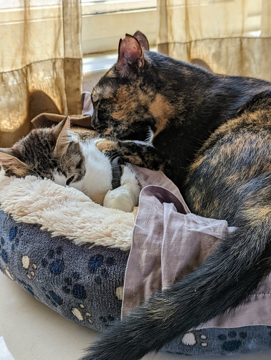 danwildcard's tweet photo. If that's not love, then i don't know what is. #CatsOfTwitter #cats #love https://t.co/v881ARSz25