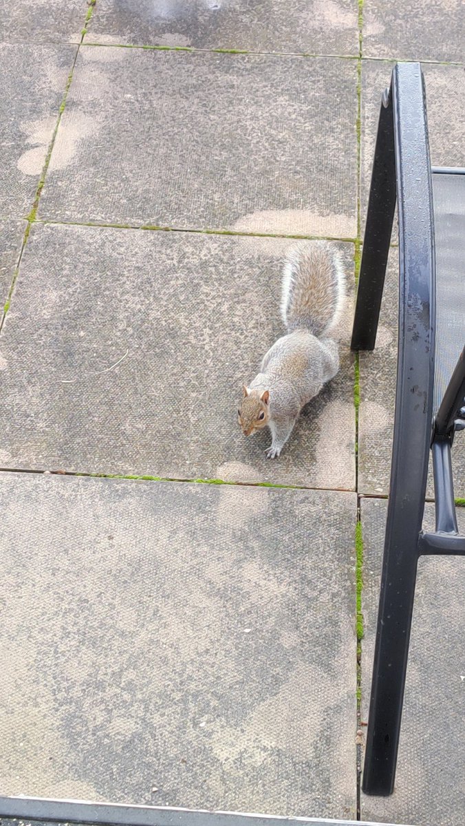 Spent the morning feeding my little friend. He's so cute. 😍
#squirrel #animals #wildlife #gardenwildlife #nuts