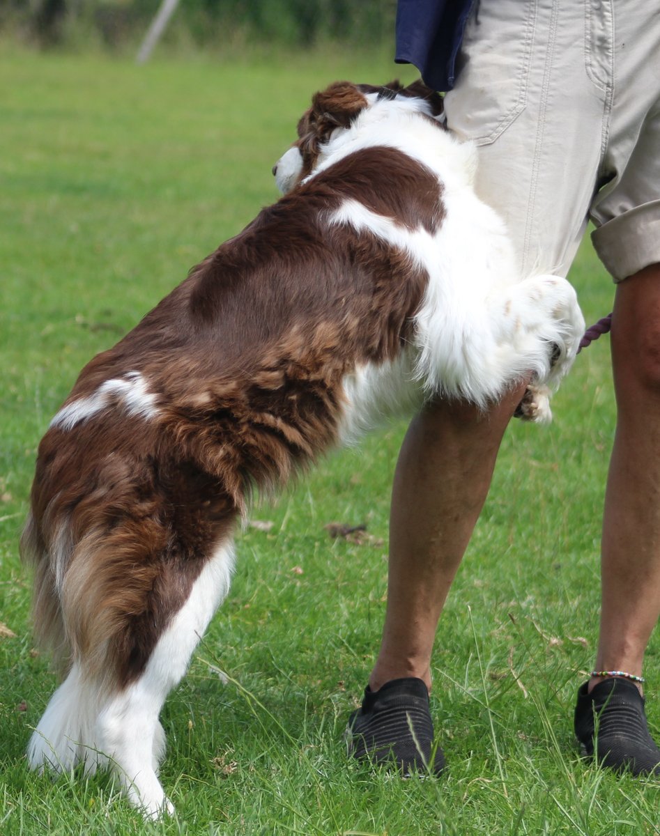 mbccdogtraining's tweet photo. Please mum, don't let that sheep get me. https://t.co/8MqF6owsUF