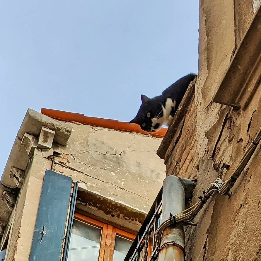 LJ_Pritchard's tweet photo. Watching from the roof. #Caturday #CatsOfCastello #CatsOfVenice #CatsOfInstagram #Venezia #Venice #LivingOnWater #Pesto https://t.co/grHUJARbwK