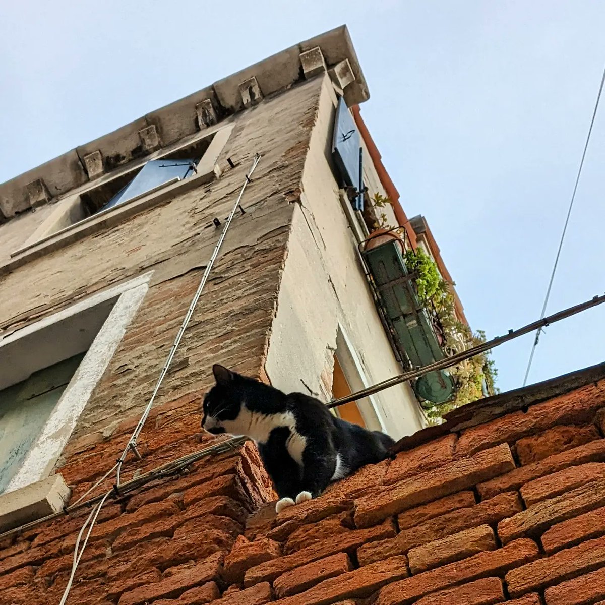 LJ_Pritchard's tweet photo. Watching from the roof. #Caturday #CatsOfCastello #CatsOfVenice #CatsOfInstagram #Venezia #Venice #LivingOnWater #Pesto https://t.co/grHUJARbwK