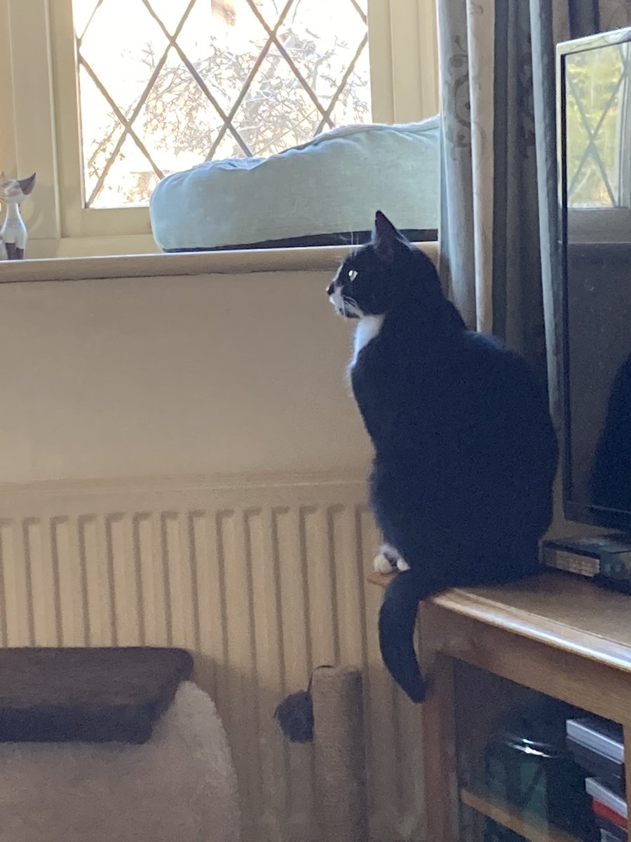 Thievesbook's tweet image. The Lion In Winter