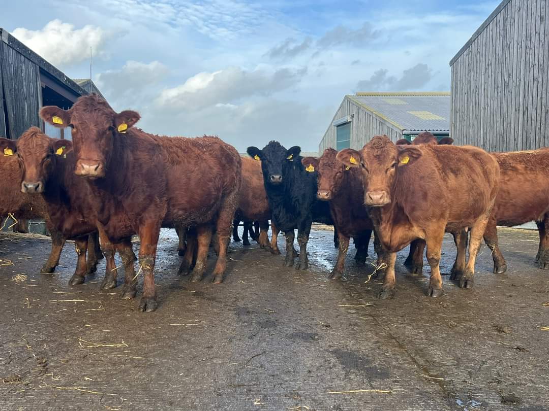 peter_storrow's tweet photo. 🌟MAJOR REDUCTION SALE🌟

Due to the introduction of a new enterprise, we
have a significant number of breeding stock available. The Rogeston herd is prominent in the Stabiliser herdbook. The use of AI has fast-tracked our genetics, resulting in a healthy amount of breeding stock https://t.co/4UMdXtvlVa