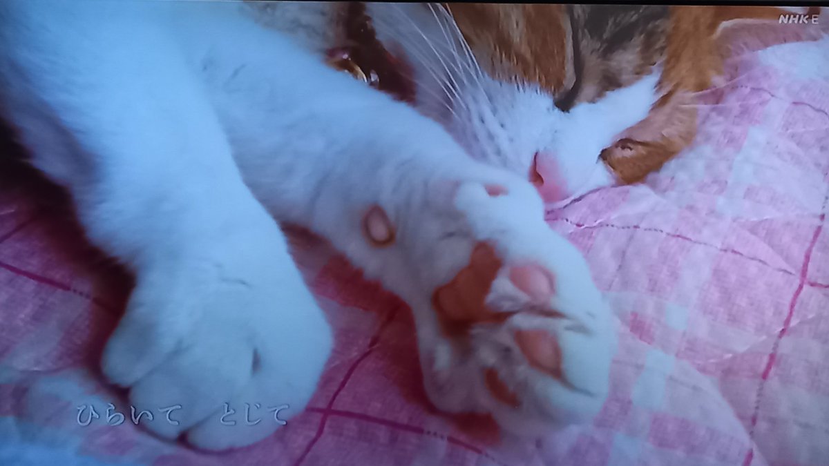 ねこねこ55 - Search / X