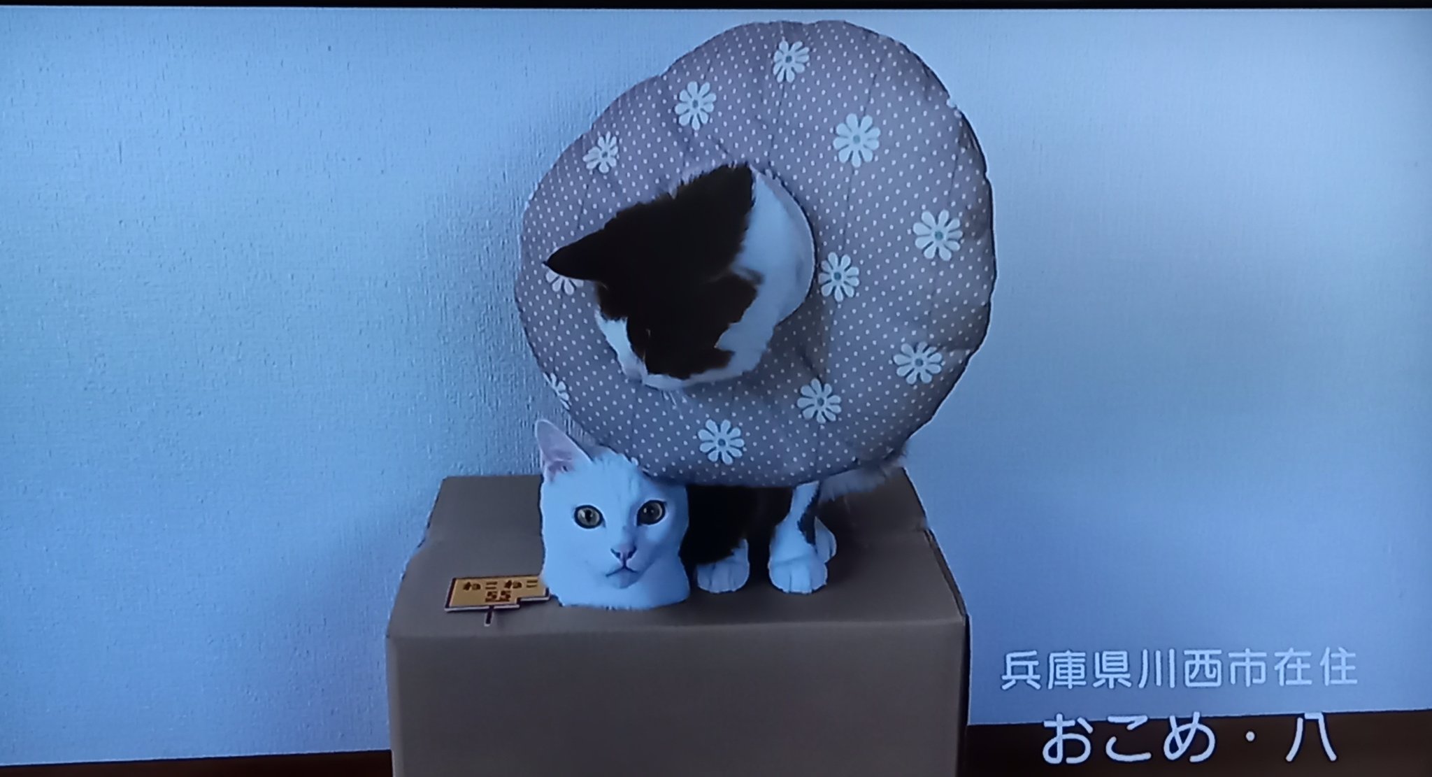 ねこねこ55 - Search / X