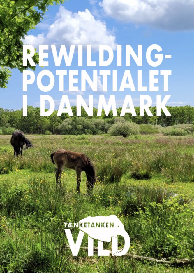 vildetanker's tweet photo. På tirsdag udkommer vores rapport “Rewildingpotentialet i Danmark” - øj den er flot! Vi glæder os til at dele den med jer 🐘🐘🐘 #dknatur #verdenervild #vildetanker #devilde20ere https://t.co/J4saBm0lcJ