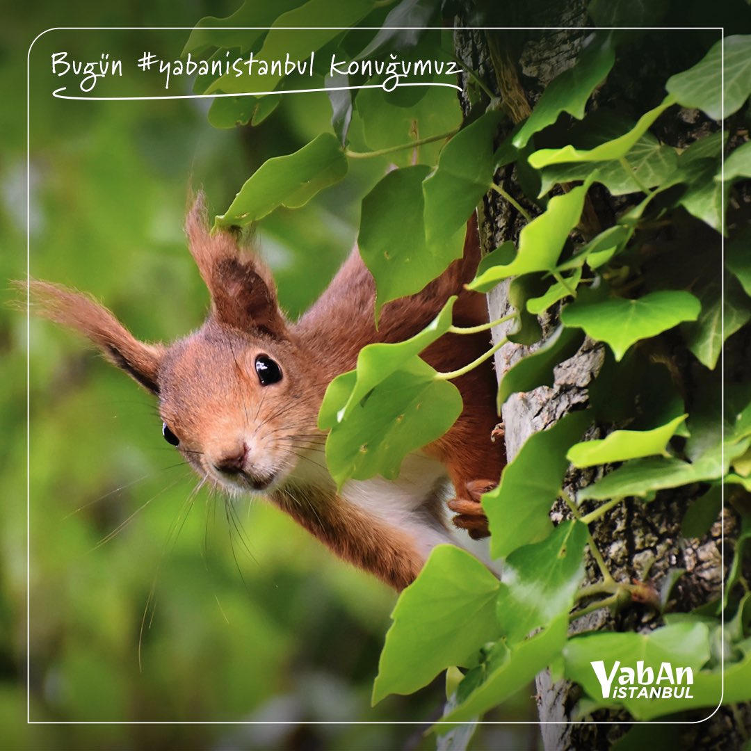 #yabanistanbul konuğumuz: Sincap (Sciuridae)💬

“Daldan dala, ağaçtan ağaca sıçrayarak gezinmeyi çok severim. Uzun ve kalın bir kürke sahibimdir. Bazen meşe palamudu, ceviz, badem ve fındık gibi yemişleri toplamak için aşağı inerim. 🌰 🥜