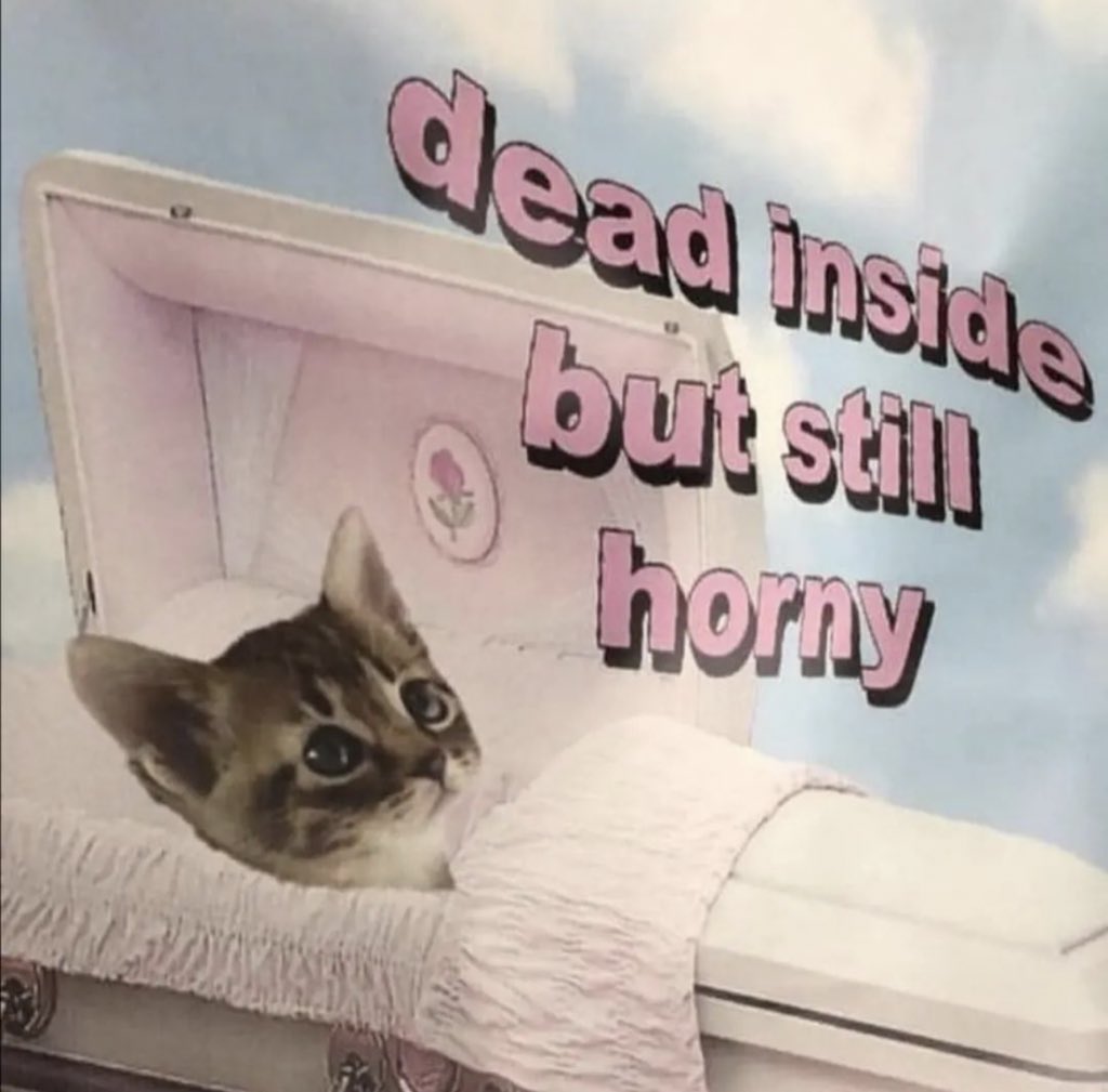 Posts Of Cats (@postsofcats) on Twitter photo 