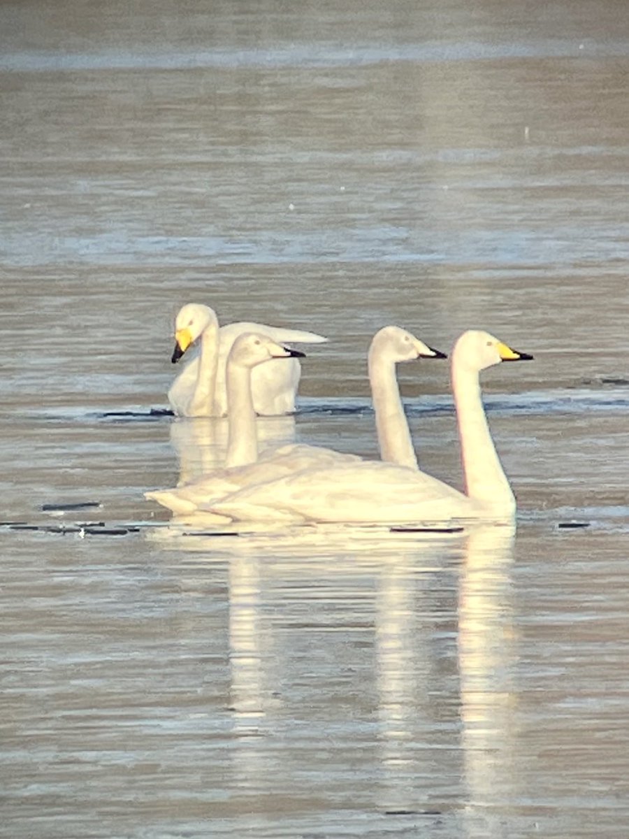 Dilly the Birder (@birderdilly) on Twitter photo <a href="/Derbyshirebirds/">Derbyshire Ornithological Society (DOS)</a> <a href="/DerbysWildlife/">Derbyshire Wildlife Trust</a> Shipley View Lagoon earlier and a small family of Whoopers dropped in for an hour or so before departing NW. 2 Ravens also in the area and another 21 Whoopers flying over NW on a nice crisp winters morning. <a href="/Derbyshirebirds/">Derbyshire Ornithological Society (DOS)</a> <a href="/DerbysWildlife/">Derbyshire Wildlife Trust</a> Shipley View Lagoon earlier and a small family of Whoopers dropped in for an hour or so before departing NW. 2 Ravens also in the area and another 21 Whoopers flying over NW on a nice crisp winters morning.