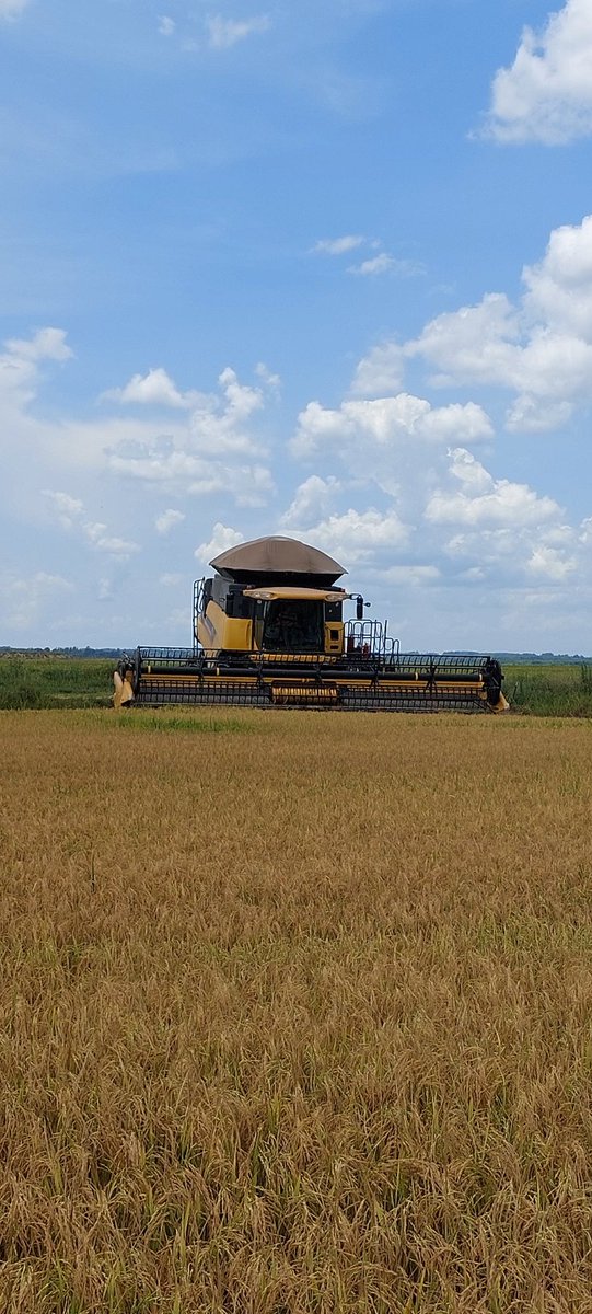 <a href="/ParlamentoAgro/">Agro Parlamento</a> <a href="/hagv88/">Hugo González</a> Orgullosamente arroceros 🙌🏻👏🏼🇵🇾🌾 incansables trabajadores en beneficio del país
