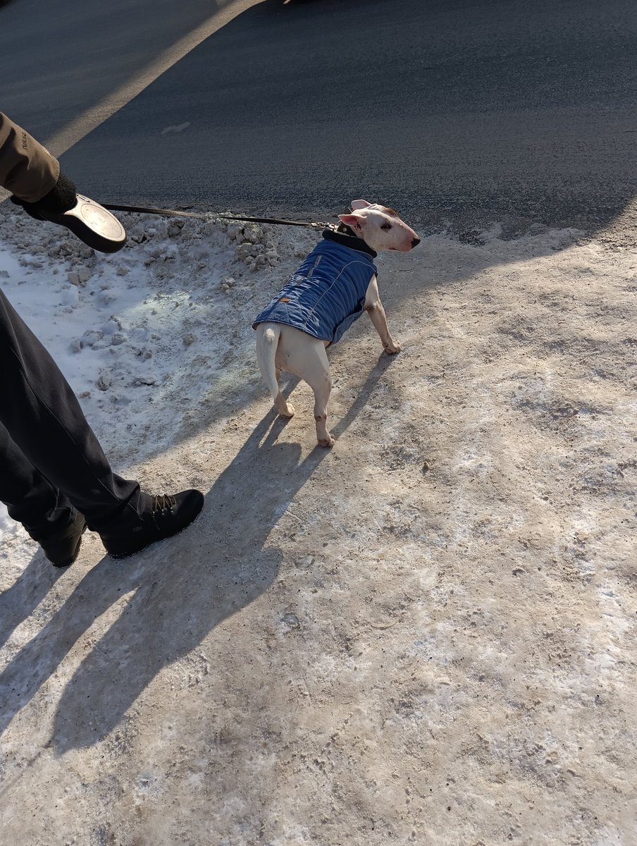 smalpotat's tweet photo. кстати недавно встретила чёрного на прогулке а у вас как дела https://t.co/PWRZO4Yic6
