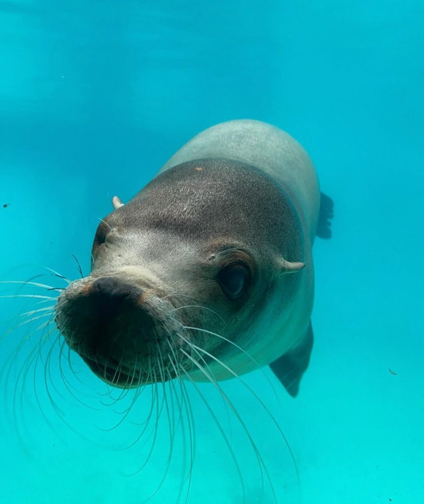 flamingolanduk's tweet image. What an amazing photo from @intothewild_22!

Don&apos;t forget to tag us in your Flamingo Land zoo photos so we can share our favourites! 

#sealion #animalphotography #underwaterimage #underwaterphoto #zoophotography #zoolife #zooanimals #zooanimalphotography