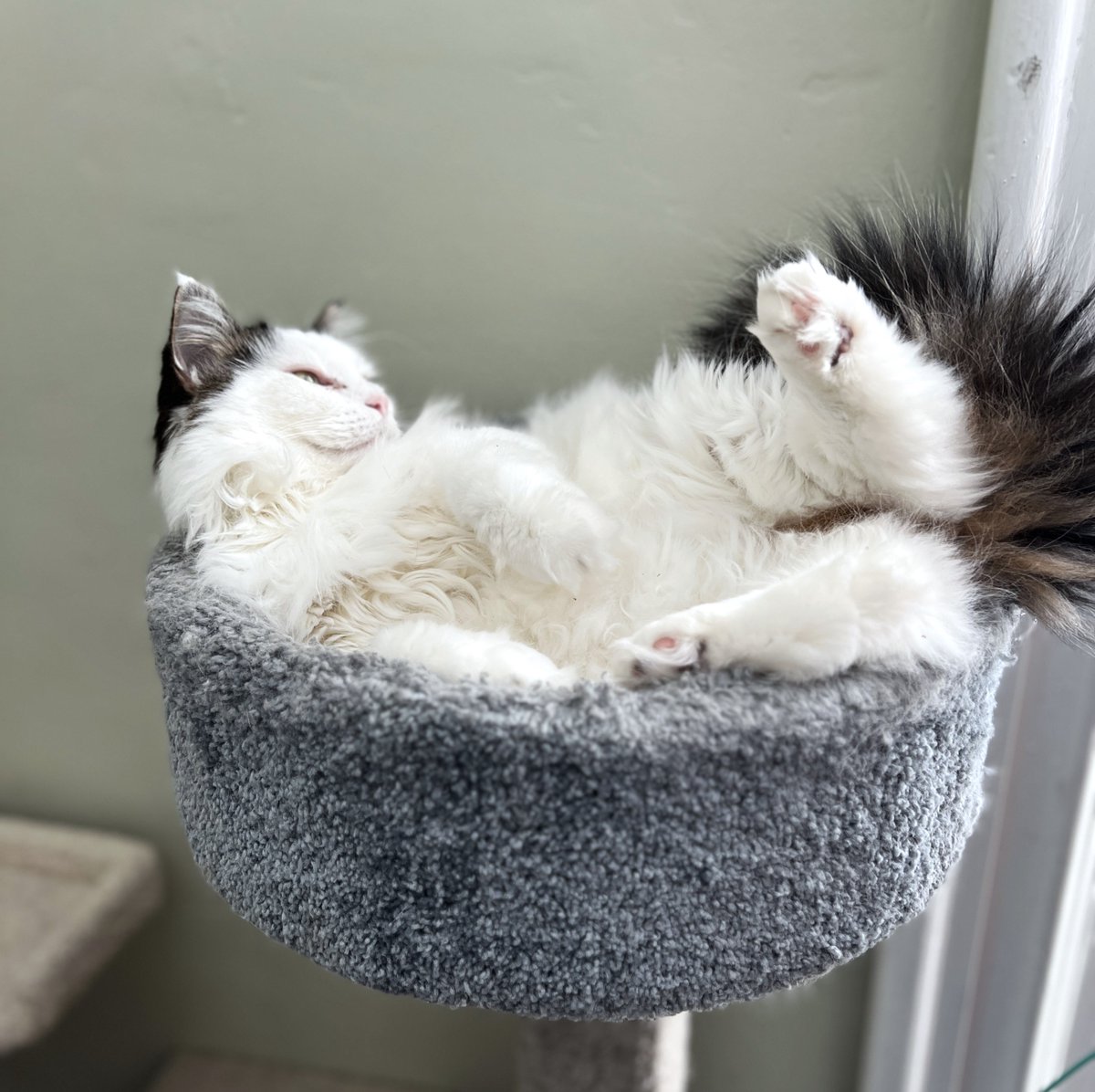 CrossRdsCampus's tweet photo. Popeye is chillin' like a villain this Saturday morning. Wouldn't you love to hang out with this chill old dude?!
#crpPopeye #adopt #cats #caturday #catsofnashville #rescuepetsrock https://t.co/7JSn0nPECN