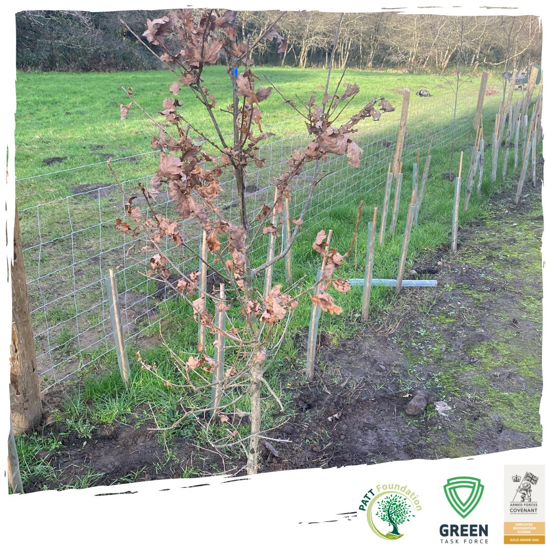 GreenTaskForce1's tweet photo. The @GreenTaskForce1 (Wales) team have been busy with this Bank stabilisation and habitat creation project in #Newport #SouthWales
#GreenTaskForce #PattFoundation #conservation #woodland #treeplanting #employment #veteranshelpingveterans #veteranemployment #woodlandmanagment https://t.co/MtLDBc2DAV