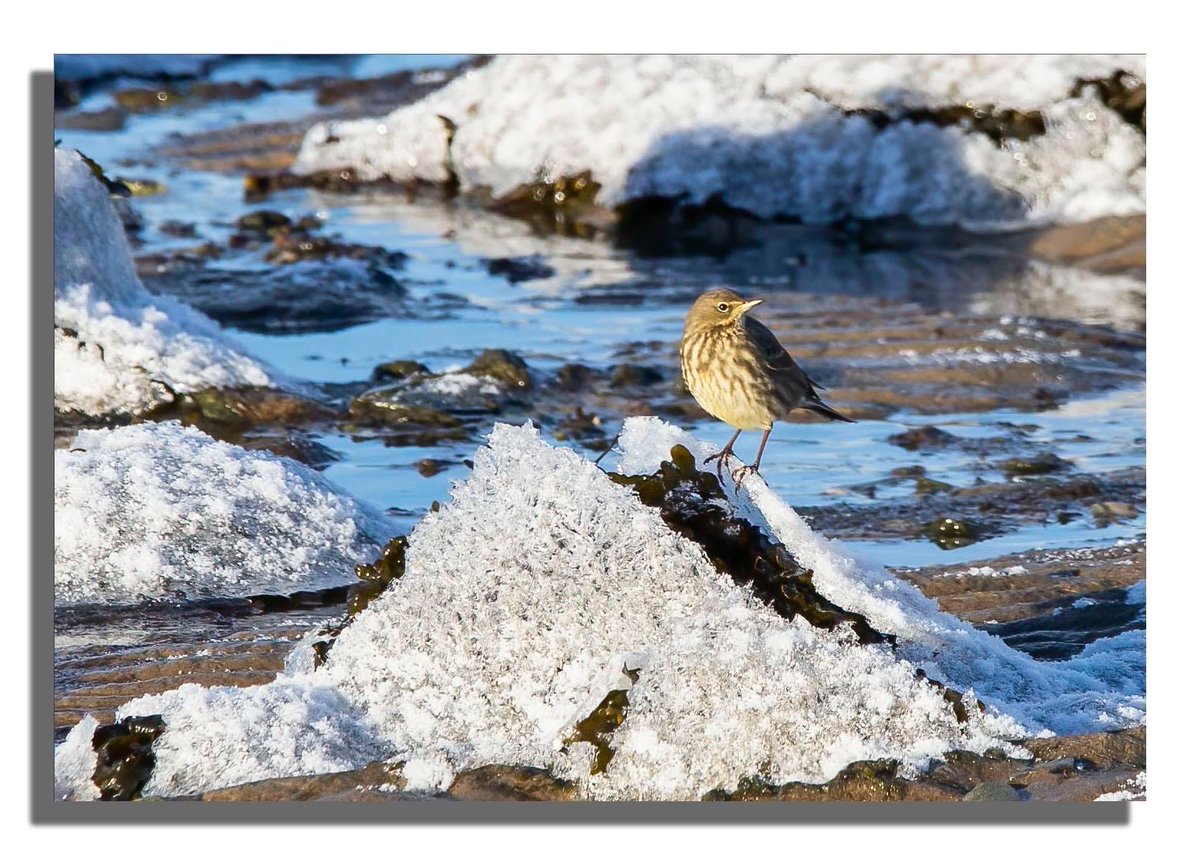 Buteographygirl tweet media