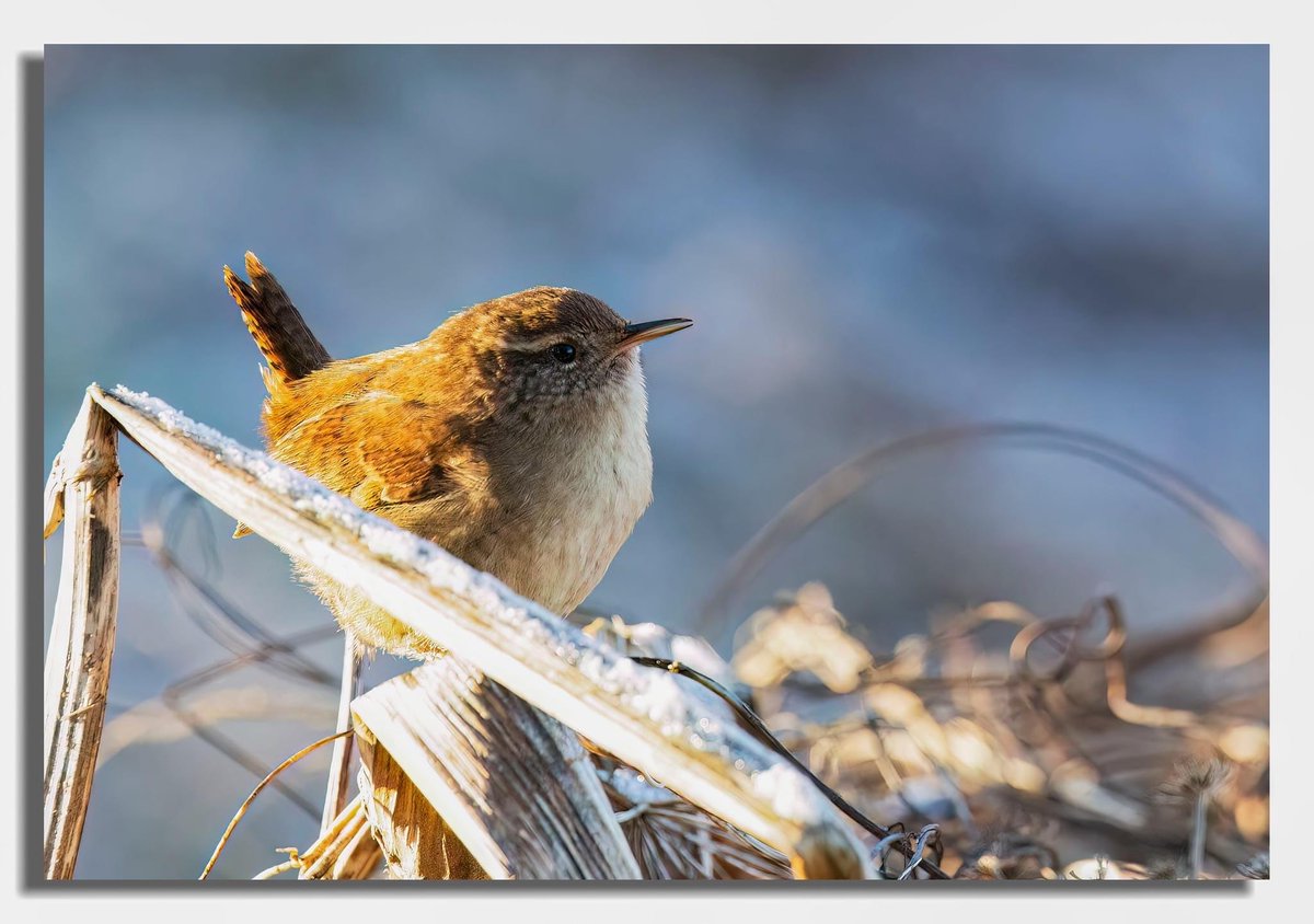 Buteographygirl tweet media