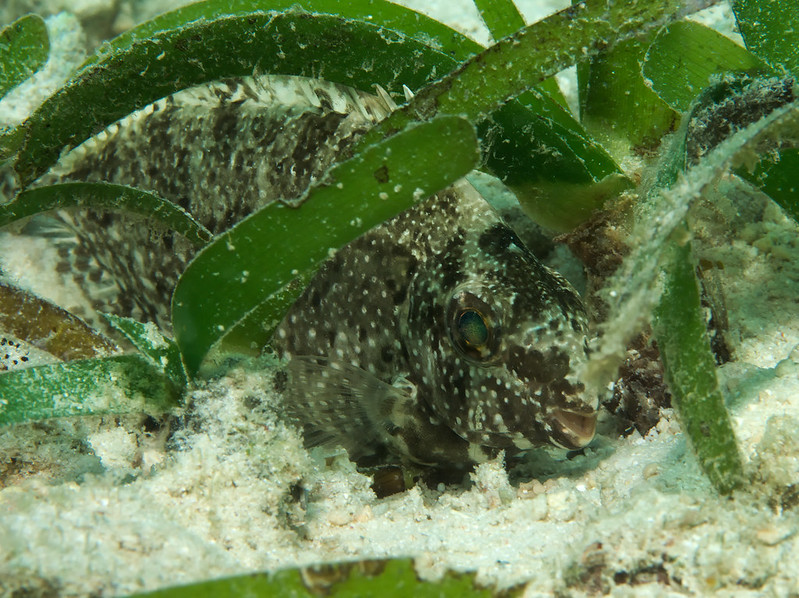 Pacificklaus's tweet photo. Happy #RabbitYear2023
#rabbitfish is better than a land based rabbit though. https://t.co/oiHImMEBZp