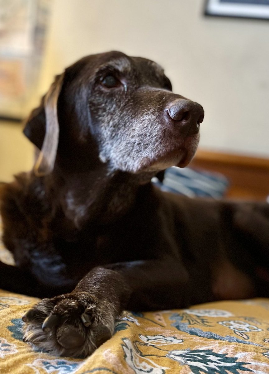 Bailey has quit the scene, just shy of his 15th birthday. He wasn’t an athlete or a radical thinker, but he was a gentleman, through and through.