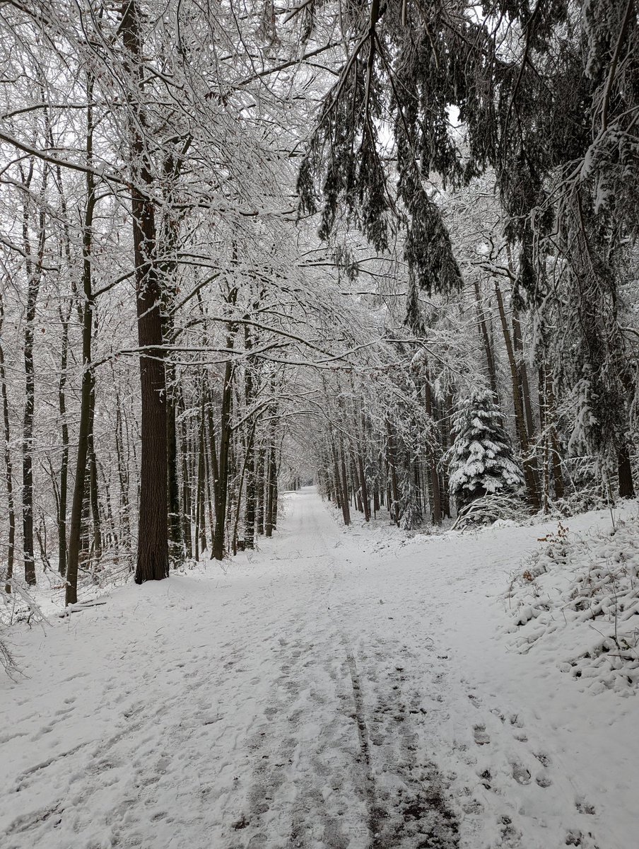 Happy second Christmas from under 15cm of snow in Aachener Wald ☃️