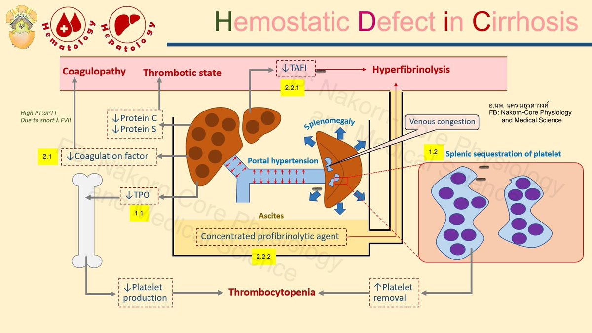 NakornCore Physiology and Medical Science on Twitter "RT NNakorn5 🌟🌟เรื่อง Hemostatic