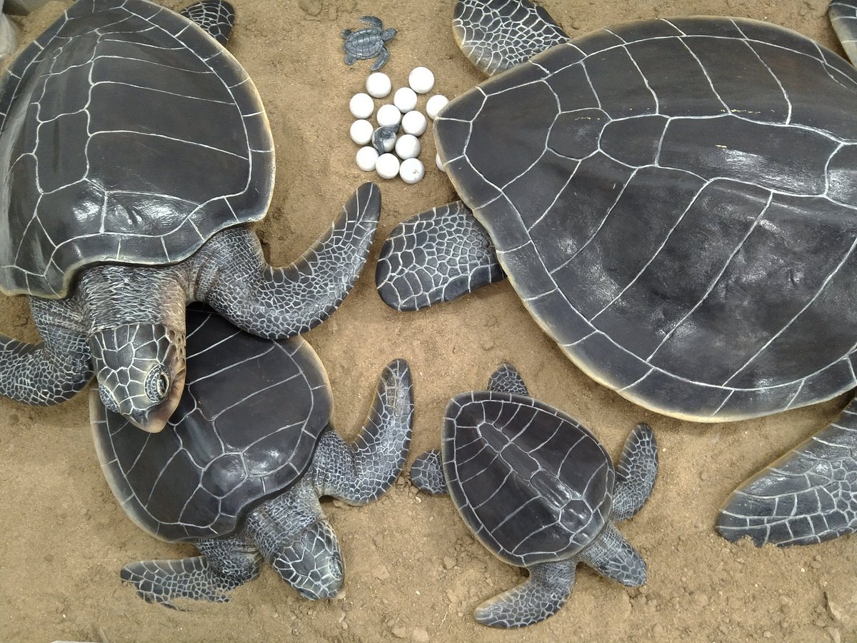 Save sea turtle... Sculpture made by Universal Eco Foundation and Universal Eco Consultant at Art and Craft Village Murungapakkam Puducherry