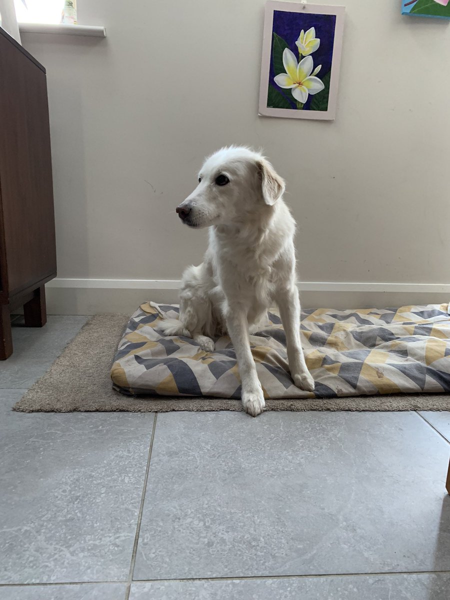 jorgmurillo's tweet photo. @enjoymalahide Blanky our loved golden escaped and she was not wearing her collar.  She is very old and may be disoriented.  Whereabouts might be around whitegables, Lisadel wood, estuary road, seabury. https://t.co/llYcN24suF