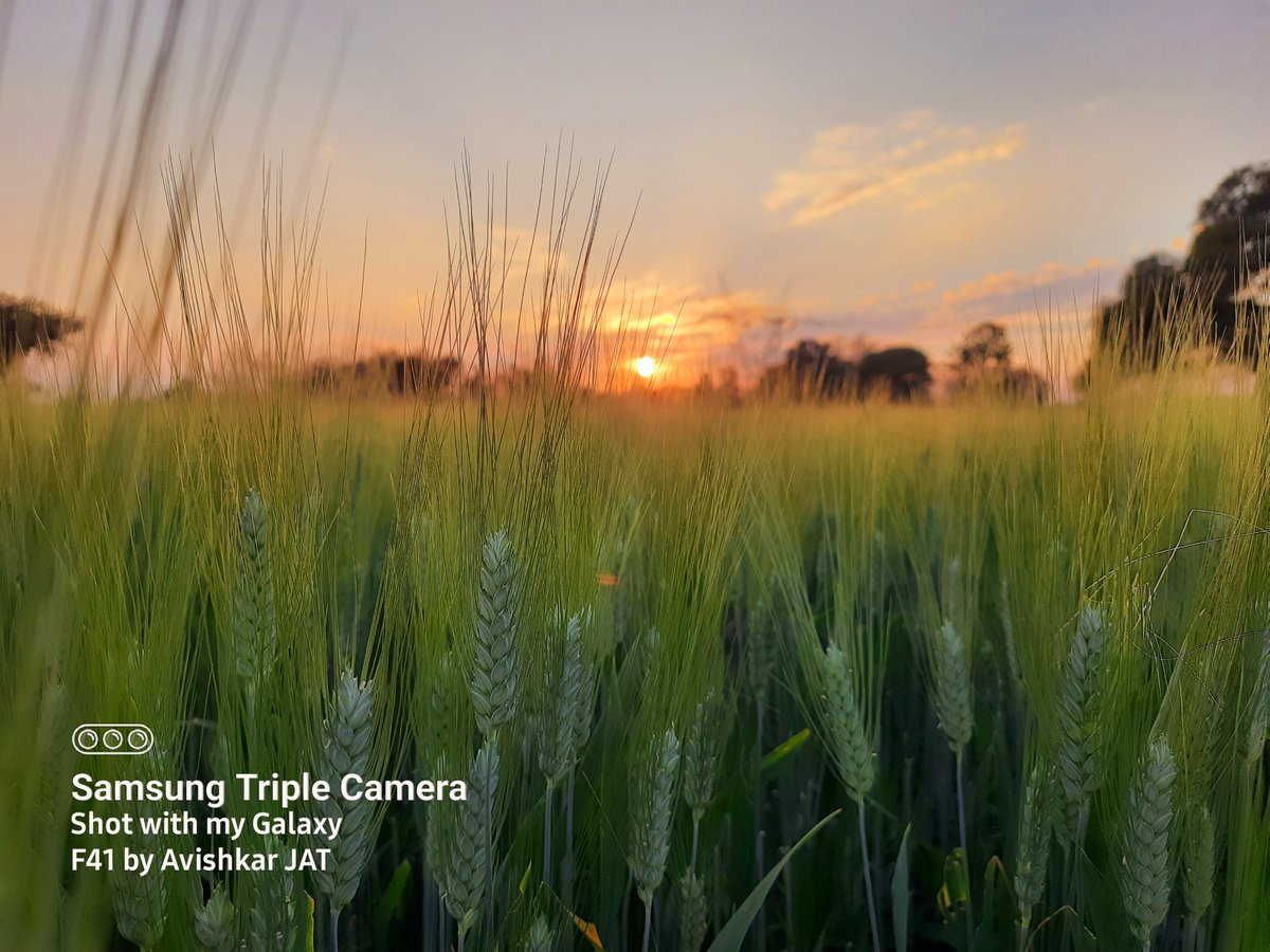 71 day 

#wheatfarming #jattlife