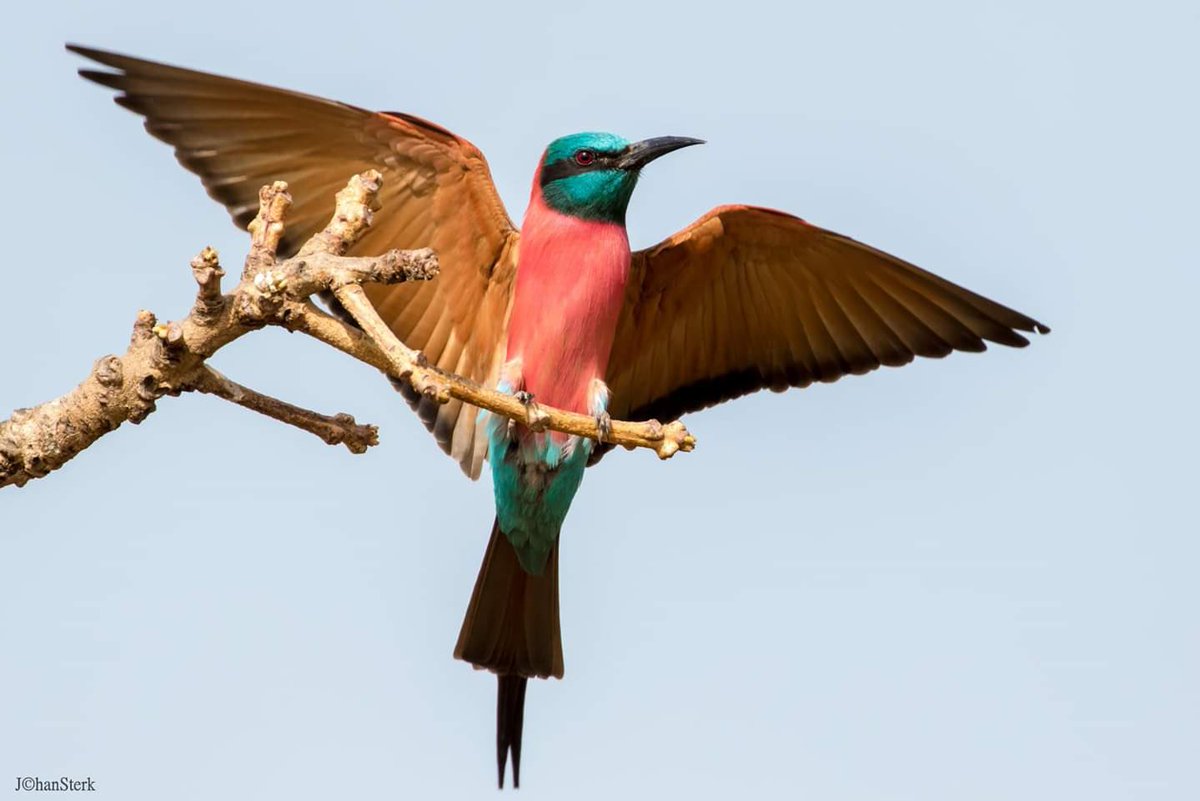 gambianbirder's tweet photo. Our Northern carmine bee-eaters are back again at Kartong. Come & experience this wonderful species with me in the smiling coast of Africa. #gambia #guilding https://t.co/PWwvR5c93F