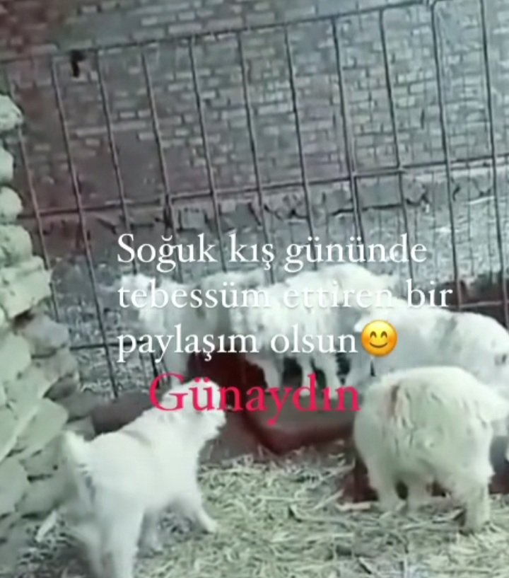 Bilal Süleyman oğlu (@suley2bila) on Twitter photo 