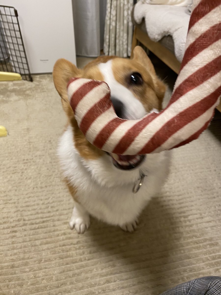 tomomiʕ•ᴥ•ʔCoron tweet media