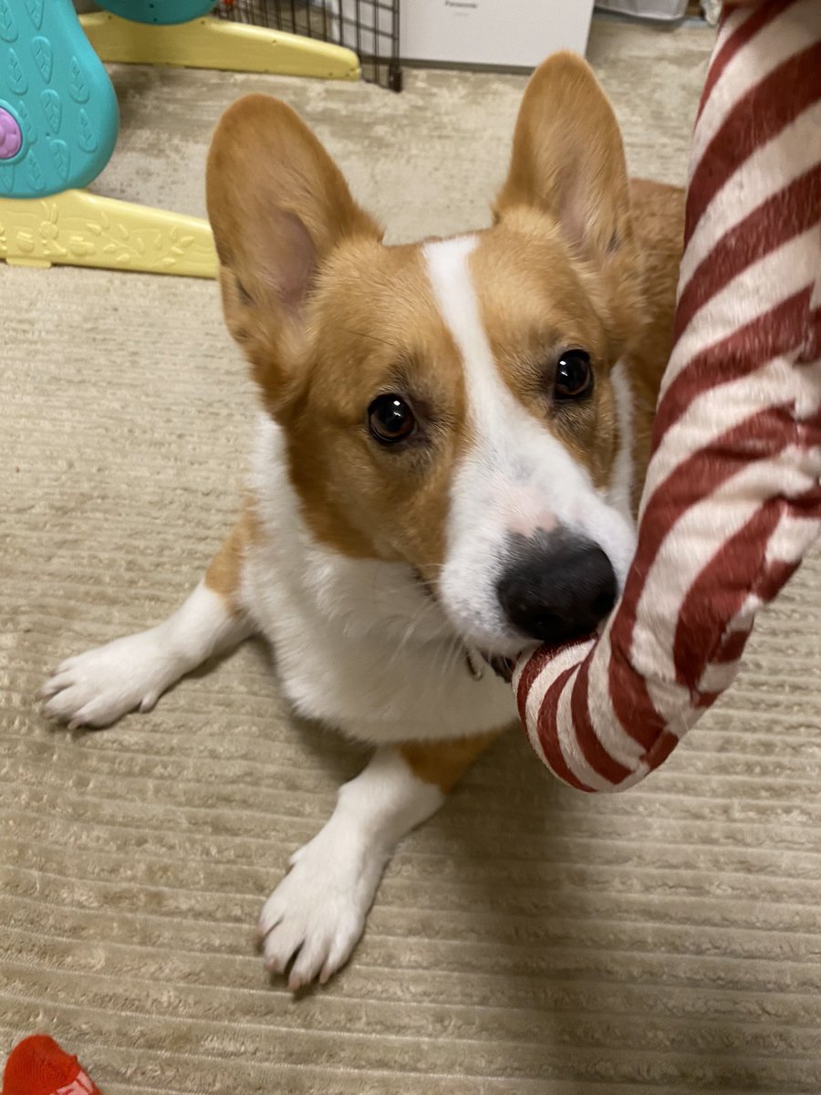 tomomiʕ•ᴥ•ʔCoron tweet media