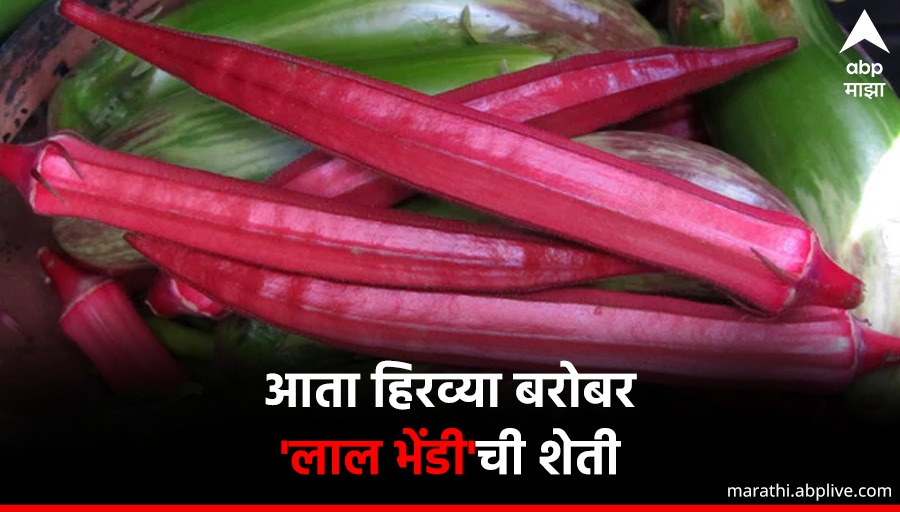 abpmajhatv's tweet photo. आता हिरव्या बरोबर 
'लाल भेंडी'ची शेती, 
ग्राहकांची मोठी मागणी; 
वाचा या भेंडीत काय वेगळेपण? 
#RedLadyfinger #Agriculture 
🔗https://t.co/d76CoqOhV9 https://t.co/c0FDRa2iNH