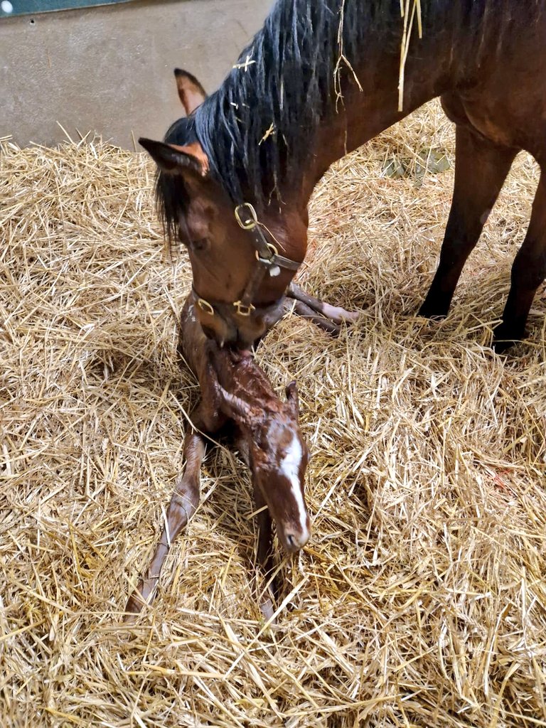 💥Born this morning 1st foal of the 23 season.
🫶Proud mum✌️this morning at 5.45 #Camayork produced a smashing #Mehmas filly <a href="/HoStud/">Tally-Ho Stud</a>
She will now visit #DarkAngel <a href="/YeomanstownStud/">Yeomanstown Stud</a>
#Aklamexpress #Alphacapture  #Maglev <a href="/theTDN/">TDN</a> <a href="/bloodstocknews/">EBN</a>  <a href="/rpbloodstock/">Racing Post Bloodstock</a> <a href="/ThoroughbrdTale/">Thoroughbred Tales</a>