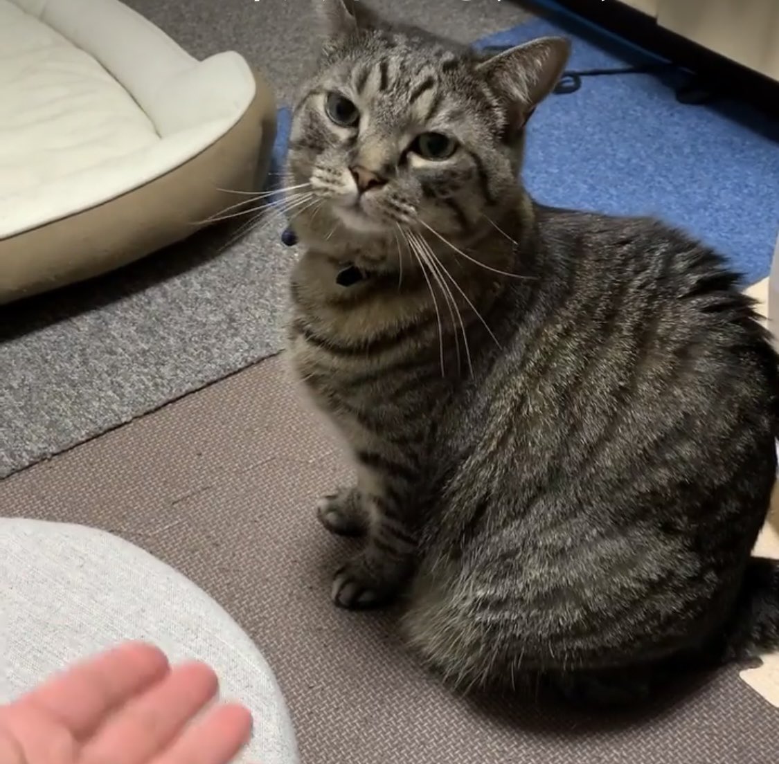 COCO_coo_MOMO's tweet photo. 滋賀県野洲市のアルプラザ近辺に住んでいる従兄弟の飼い猫が1月14日昼頃に行方知れずになりました…ご近所さんの話だと外を歩いている姿が目撃されたようです…もし近場で見かけたら方、保護された方等いらっしゃったらこちらのアカウントまでDMで一報お願いします…
#迷い猫 
#拡散希望 
#滋賀県 https://t.co/rin524yvLu