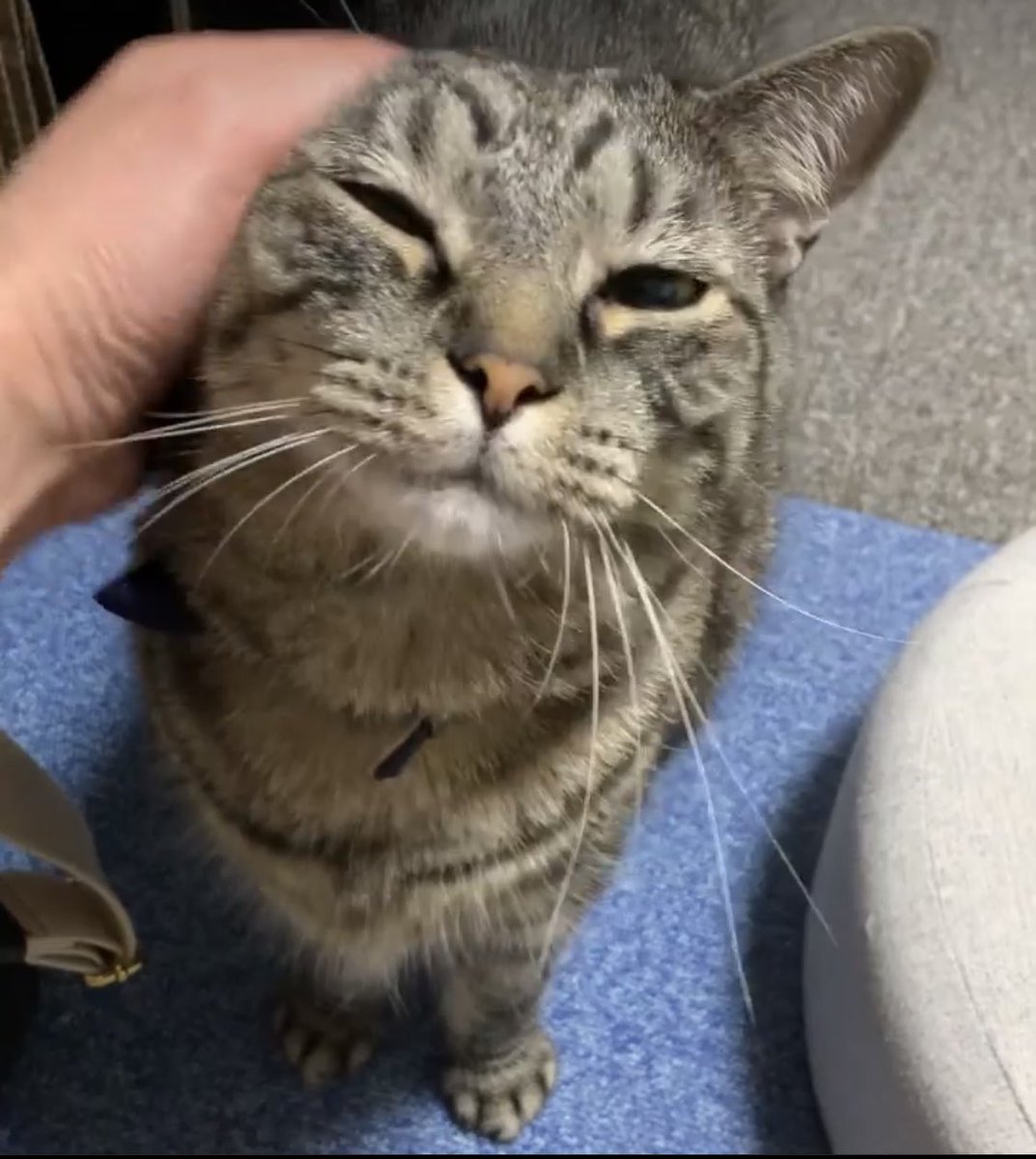 COCO_coo_MOMO's tweet photo. 滋賀県野洲市のアルプラザ近辺に住んでいる従兄弟の飼い猫が1月14日昼頃に行方知れずになりました…ご近所さんの話だと外を歩いている姿が目撃されたようです…もし近場で見かけたら方、保護された方等いらっしゃったらこちらのアカウントまでDMで一報お願いします…
#迷い猫 
#拡散希望 
#滋賀県 https://t.co/rin524yvLu