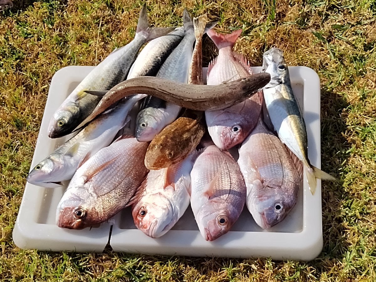 TradingHobbiist's tweet photo. What the..
I've been offline fishing all day and the #crypto market just went bang.
Wasn't finished stacking my bags.
#STEPN #FishN https://t.co/4ZrhoXhJpt