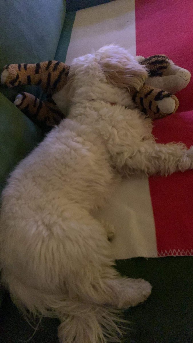 Sylvia Johnston tweet media