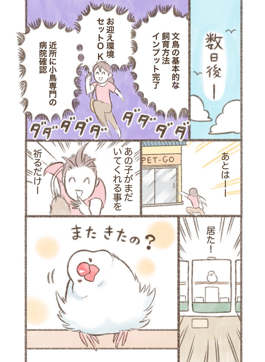 運命の出会い

#漫画が読めるハッシュタグ  #文鳥 