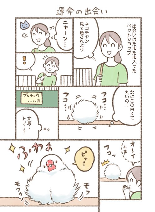 運命の出会い

#漫画が読めるハッシュタグ  #文鳥 