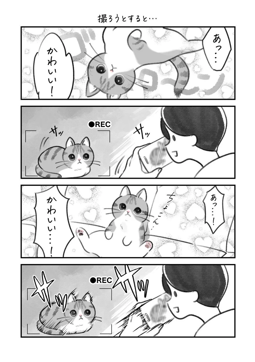 猫飼いさんならきっと共感を覚えるはず･･･！可愛いポーズを取る愛猫を撮影しようとすると･･･！