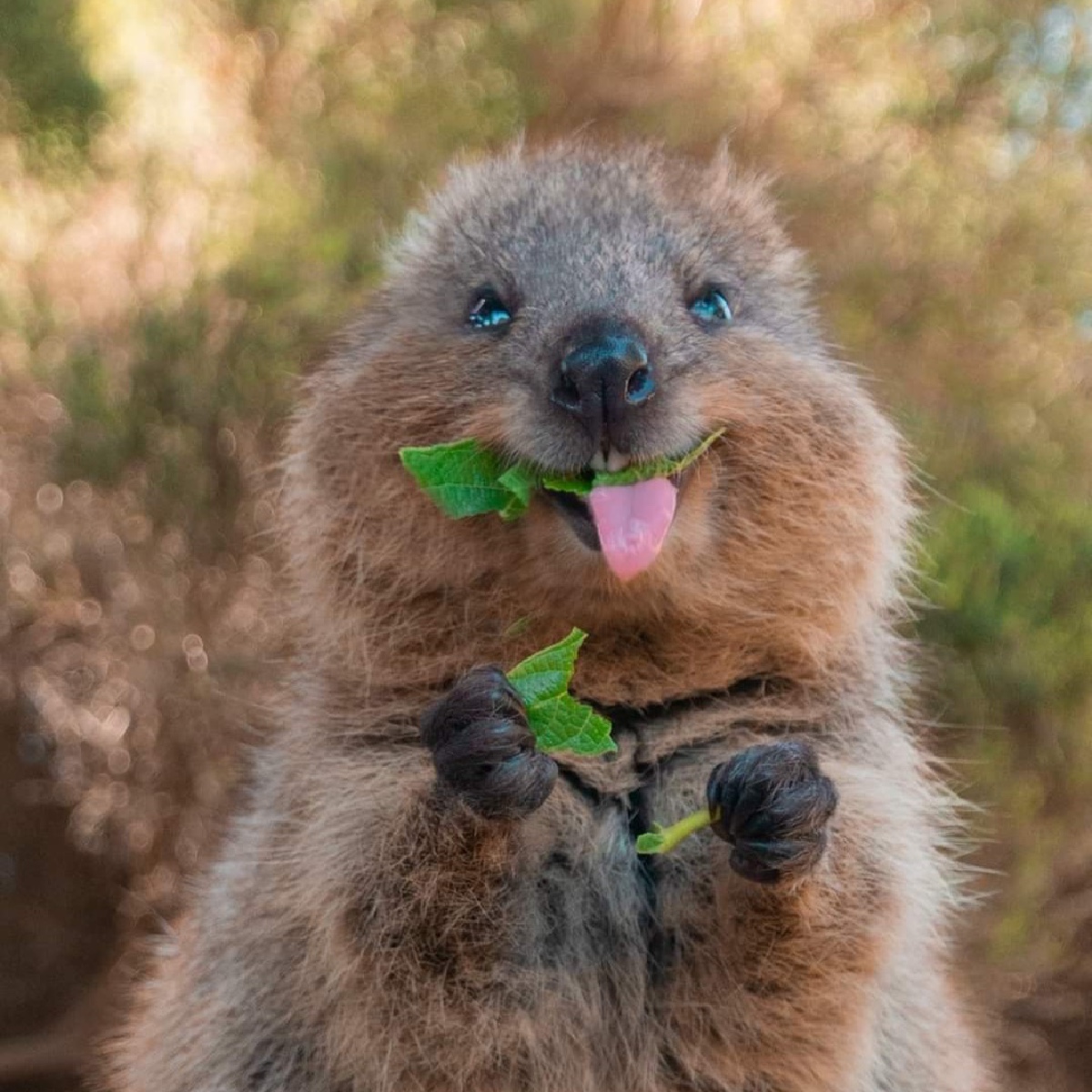 When your new year resolution was to eat more greens 🍃😌

IG/cruzysuzy captured this happy quokka on @WestAustralia's Wadjemup (@RottnestIsland) home to the Whadjuk Noongar people.

#seeaustralia #comeandsaygday #WAtheDreamState #rottnestisland