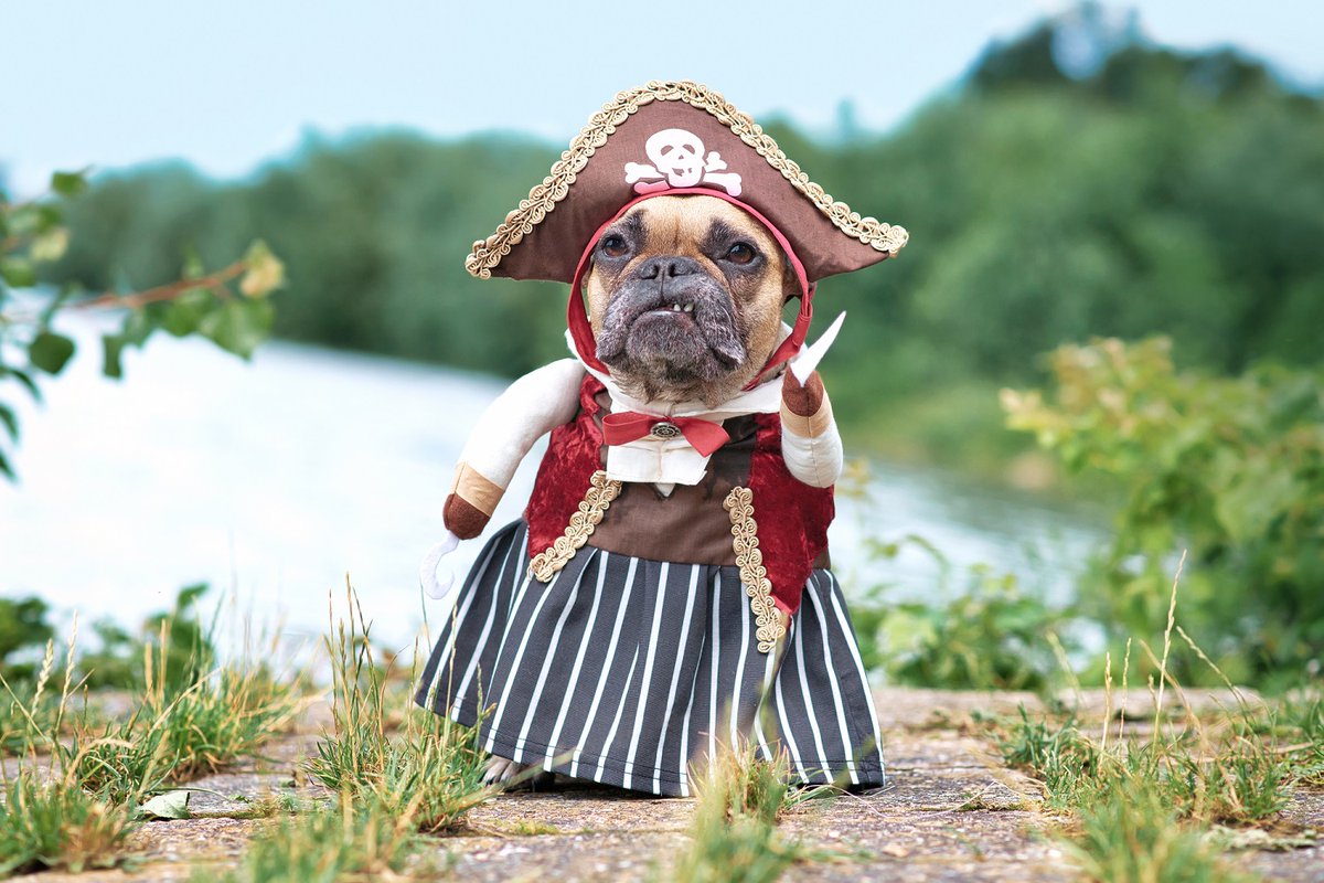 Good morning Twitter! 

So, today we will be doing something a bit different to mark #DressUpYourPetDay 2023. 

Have you got a cute pet who likes to dress up? We’d love to see them. Tweet us your pictures, and we’ll do our best to reshare as many as possible.