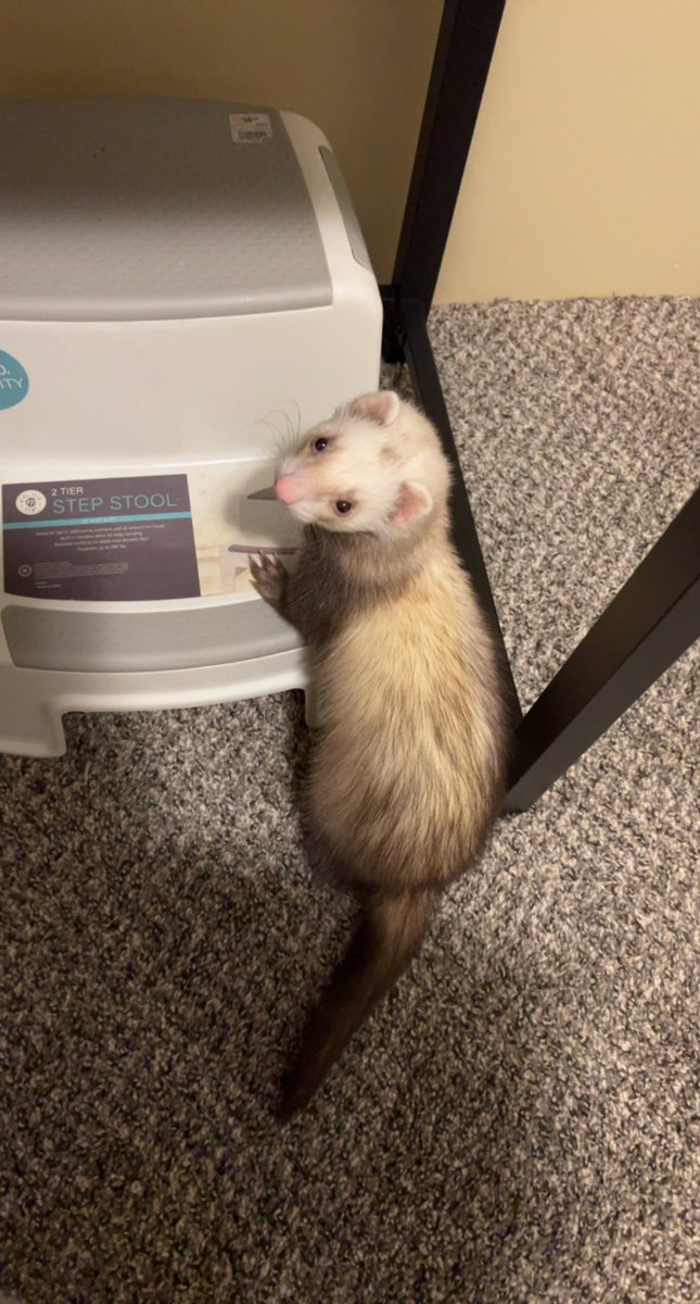 that_nerl's tweet photo. my noodle baby girl 🖤🖤 https://t.co/Ix1krjlE7Q
